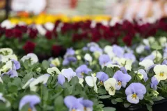jardins-delacour-pro-1920px-120-Copie