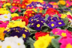 jardins-delacour-pro-1920px-123