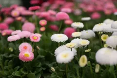 jardins-delacour-pro-1920px-124