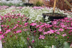 jardins-delacour-pro-1920px-135