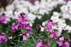 jardins-delacour-pro-1920px-137