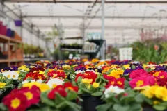 jardins-delacour-pro-1920px-146