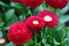 jardins-delacour-pro-1920px-22