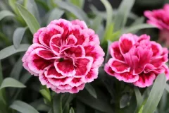 jardins-delacour-pro-1920px-24