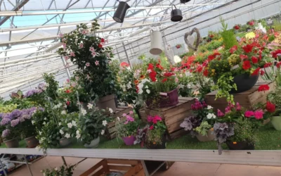 Plantes d’ornement près de Lunéville : embellissez votre jardin avec Jardins Delacour