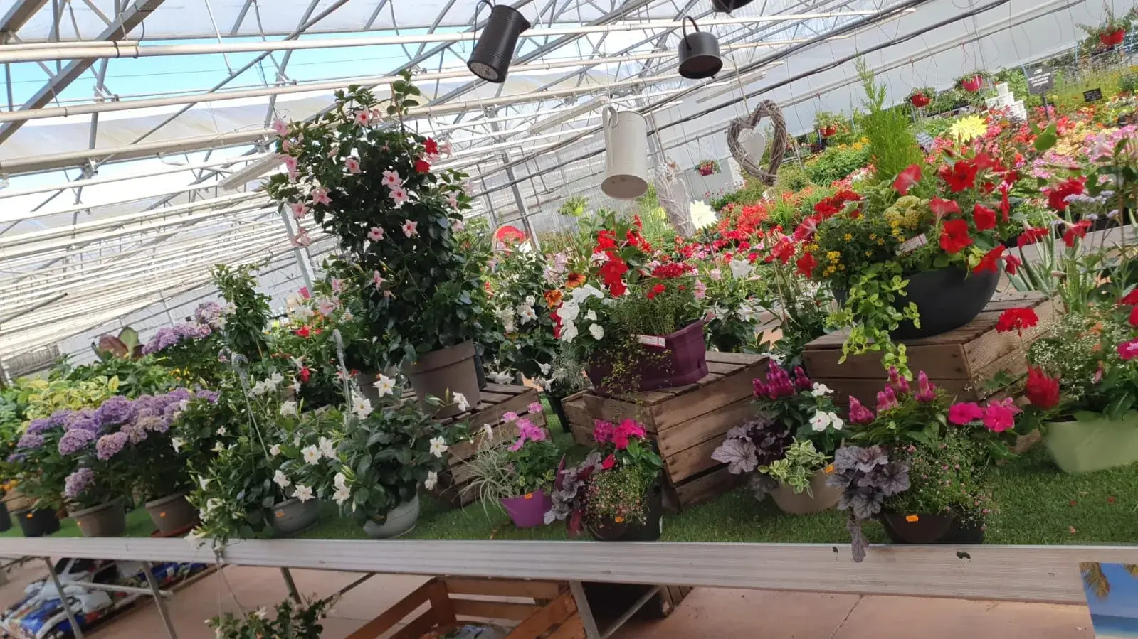 Plantes d’ornement près de Lunéville : embellissez votre jardin avec Jardins Delacour