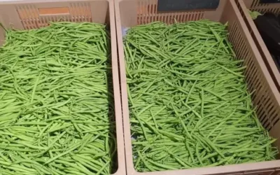 Production de légumes à Dombasle-sur-Meurthe : Jardins Delacour, un savoir-faire local au service de la fraîcheur