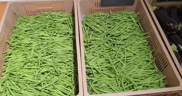 Production de légumes à Dombasle-sur-Meurthe : Jardins Delacour, un savoir-faire local au service de la fraîcheur