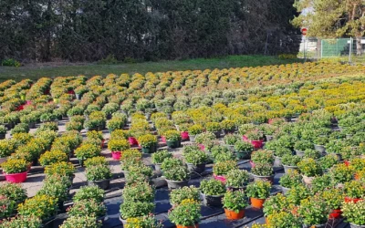 Plantes de pépinière en Meurthe-et-Moselle : une large gamme de plantes pour tous vos projets