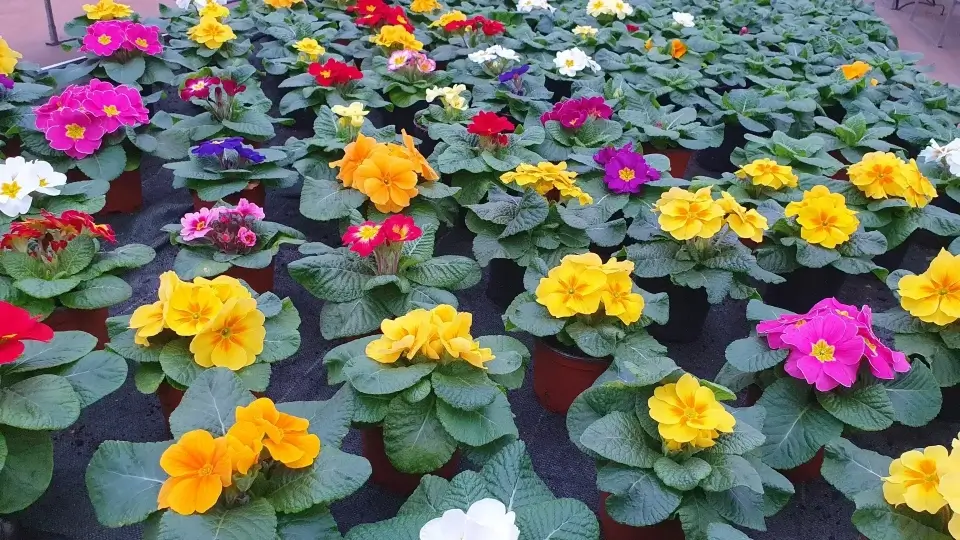 Plantes de pépinière à Dombasle-sur-Meurthe : des plantes variées et de qualité