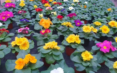 Jardins Delacour : votre fournisseur de plants de fleurs en Meurthe-et-Moselle pour un jardin florissant et durable