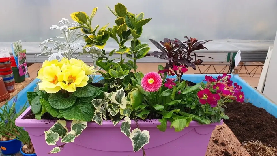 Plantes de pépinière à Dombasle-sur-Meurthe : des plantes variées et de qualité