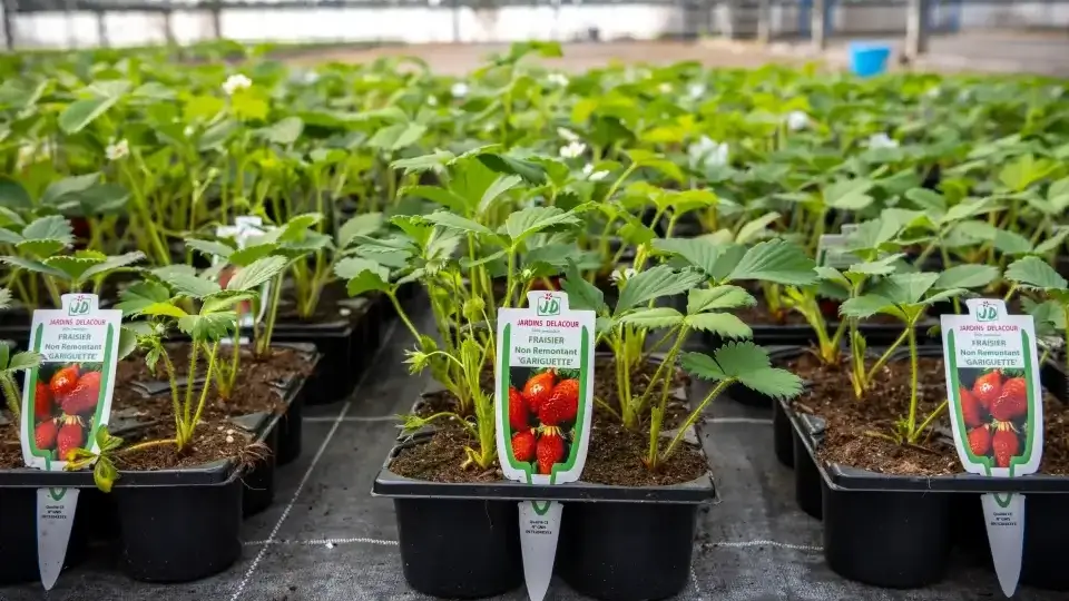 Plantes de pépinière à Dombasle-sur-Meurthe : des plantes variées et de qualité