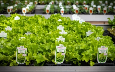 Légumes en circuit court à Dombasle-sur-Meurthe : la solution de Jardins Delacour pour une alimentation saine et locale