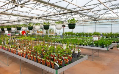 Maraîchage près de Lunéville : des produits frais et locaux chez Jardins Delacour