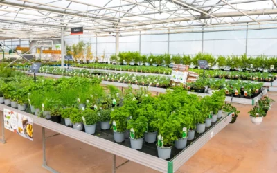 Plantes aromatiques près de Lunéville : découvrez des saveurs naturelles avec Jardins Delacour
