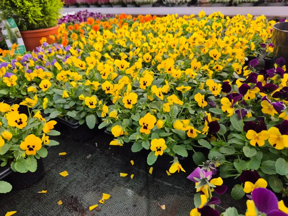 Plantes de pépinière à Dombasle-sur-Meurthe : des plantes variées et de qualité