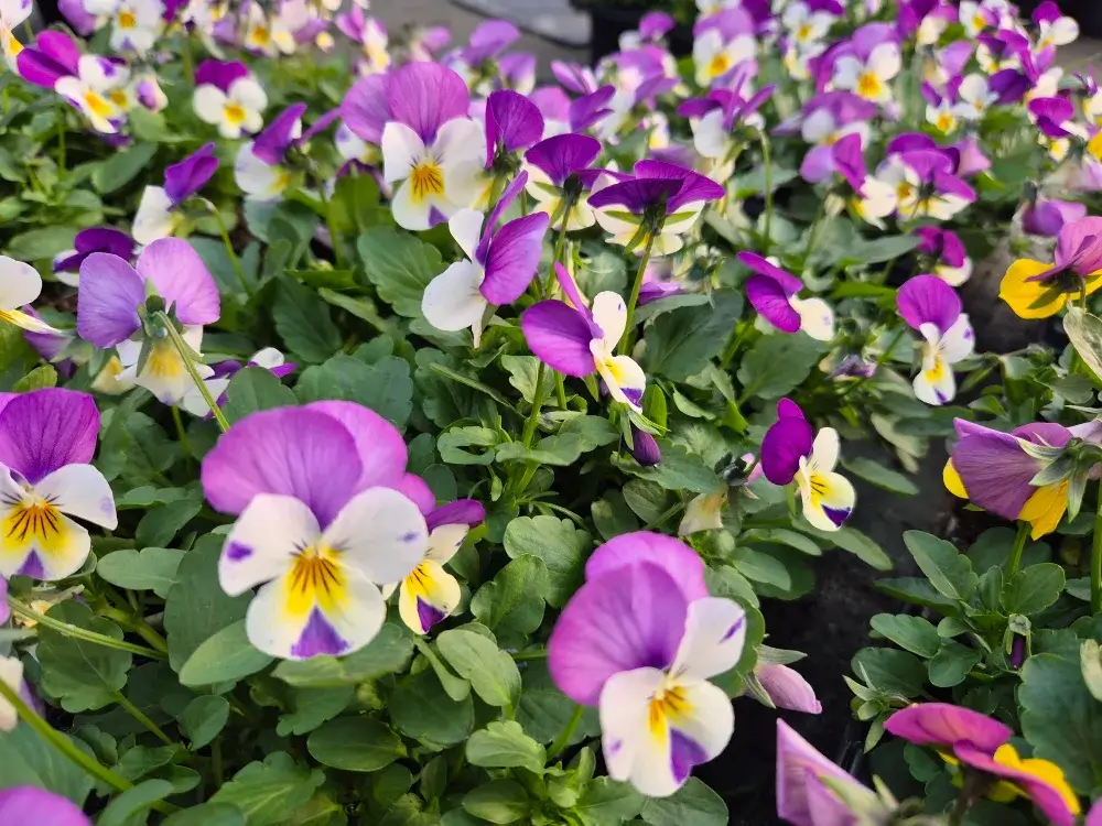 20251018_154110 454266771_1027999639330276_5300192780435271699_n