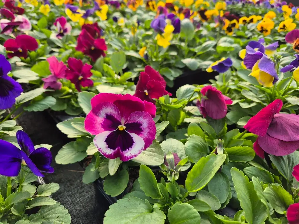 Plantes de pépinière à Dombasle-sur-Meurthe : des plantes variées et de qualité