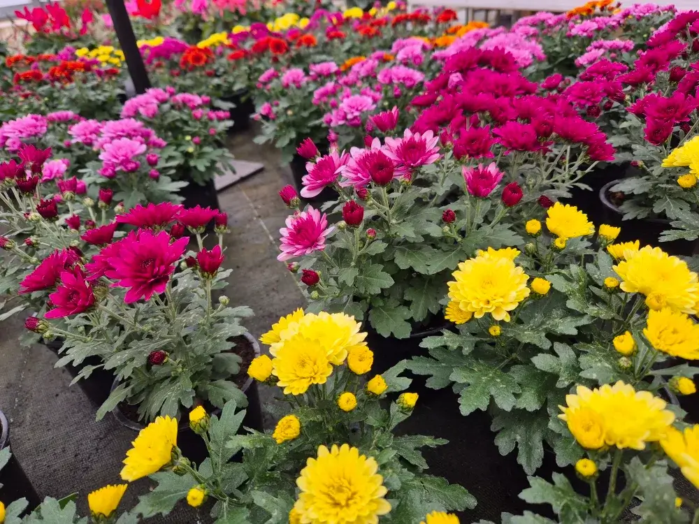 20251020_113659 454266771_1027999639330276_5300192780435271699_n